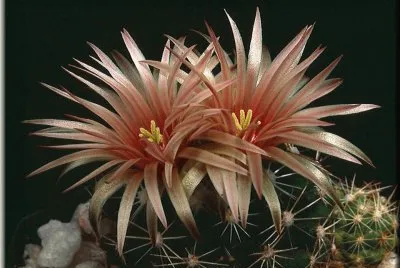Flor de Cactus3.