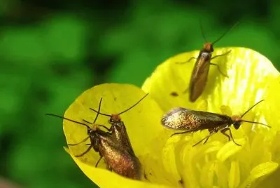 Micropterix Calthella