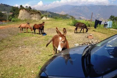 el caballo y el carro