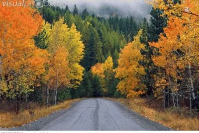 rural road and autumn trees