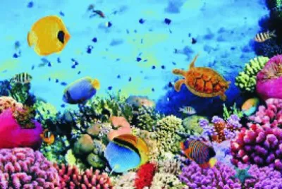 Arrecife de Coral jigsaw puzzle