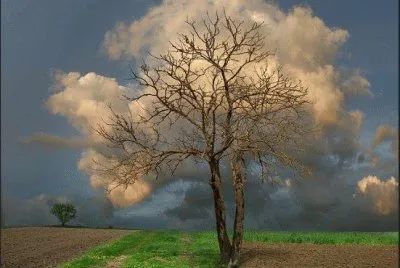 leaves of clouds