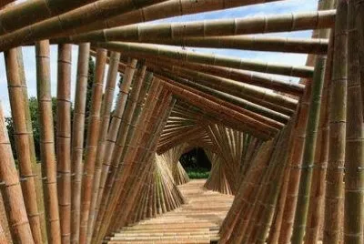 bamboo