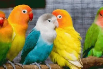 פאזל של birds