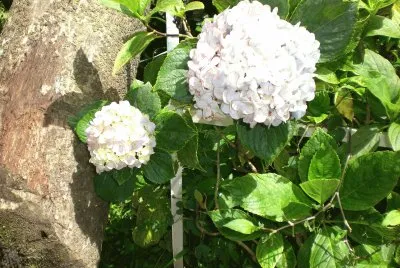 Las hortensias de mi casa