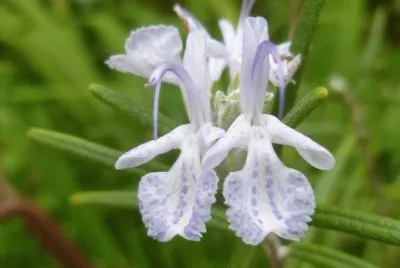 Orquideas
