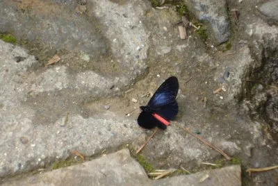 mariposa