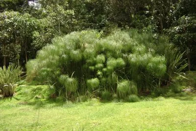 papiros