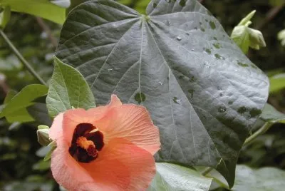 Hibiscus Tiliaceus