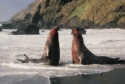 פאזל של Elefante Marino del Sur