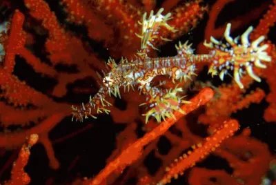 פאזל של Pez Pipa Fantasma - Indonesia