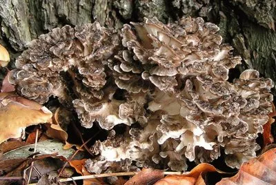 Grifola Frondosa Eikhaas