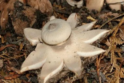 Phylum Basidiomycota
