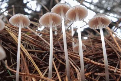 Mycena Alcalina