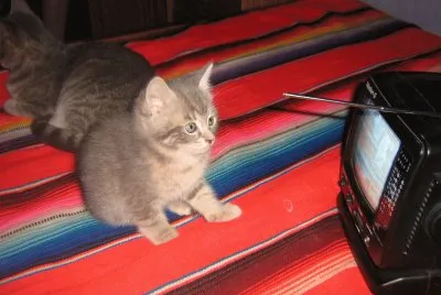 gatos