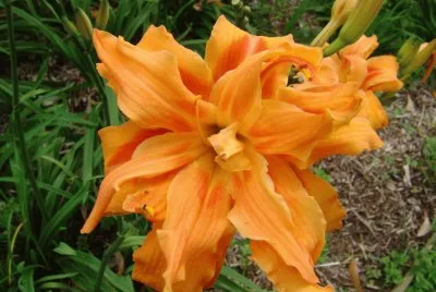 flor