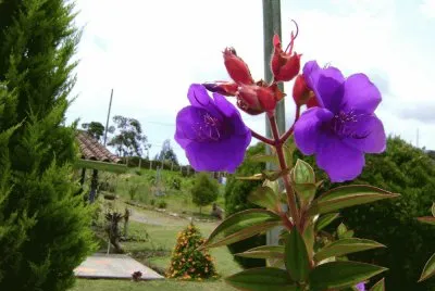 flores-siete cueros