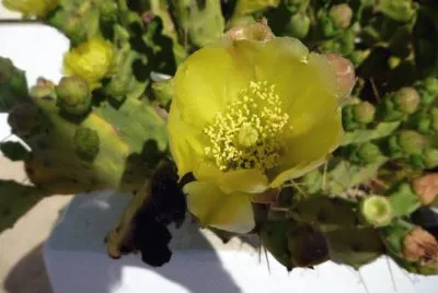 Fiore di cactus