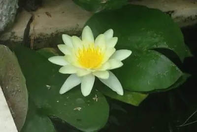 Ninfea, la bellezza di un solo giorno
