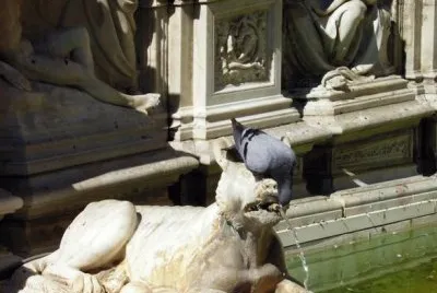 Piccione assetato in piazza del Campo a Siena