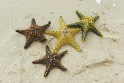 Stelle marine