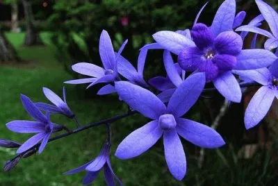 flores