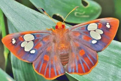 beauty on the wing jigsaw puzzle