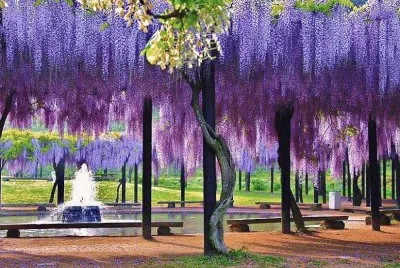 natural pergola jigsaw puzzle