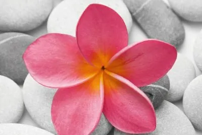 flower on stones jigsaw puzzle