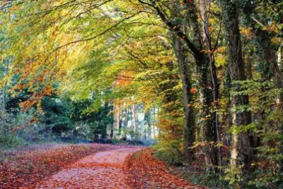 Autumn Lane