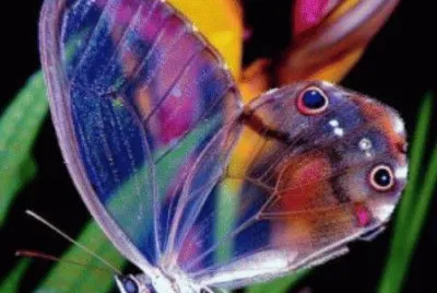 glass wings jigsaw puzzle