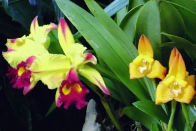 orquÃ­deas