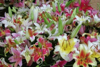 flores