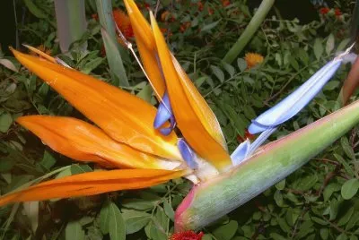 Flor au del paradis