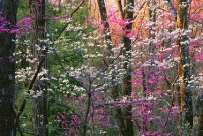 tranquil forest jigsaw puzzle