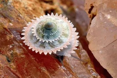 still life jigsaw puzzle