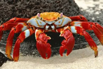 crab