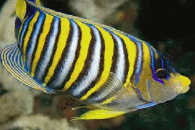 fish