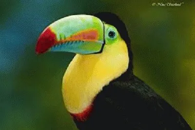 tucan