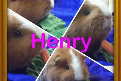 henry