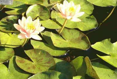 water lilly