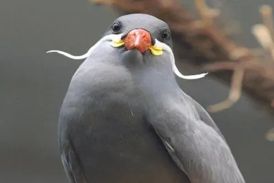 GaviotÃ­n Monja - Chile