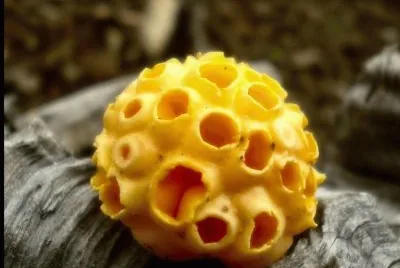 Cyttaria Harioti (llao Llao) - Argentina2