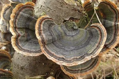 Trametes Versicolor