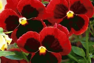 flores jigsaw puzzle