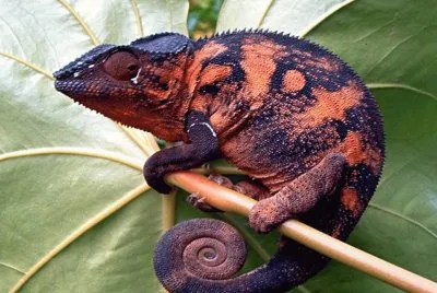 CamaleÃ³n Furcifer