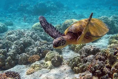 Chelonia Mydas - Hawaii