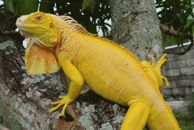 Iguana Amarilla
