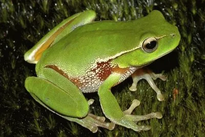 Litoria Phyllochroa