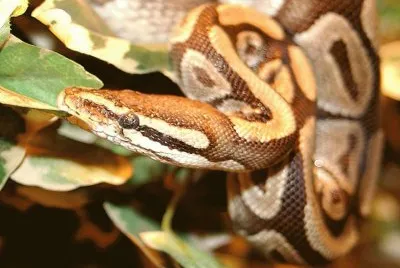 Python Regius (PitÃ³n Real)